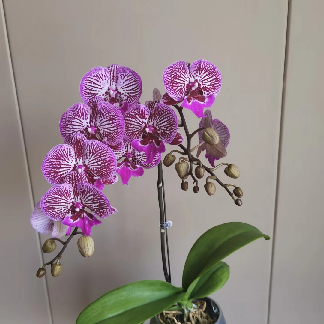 植趣【七彩鱼】特殊色蝴蝶兰 2.8加高 剪过自然梗