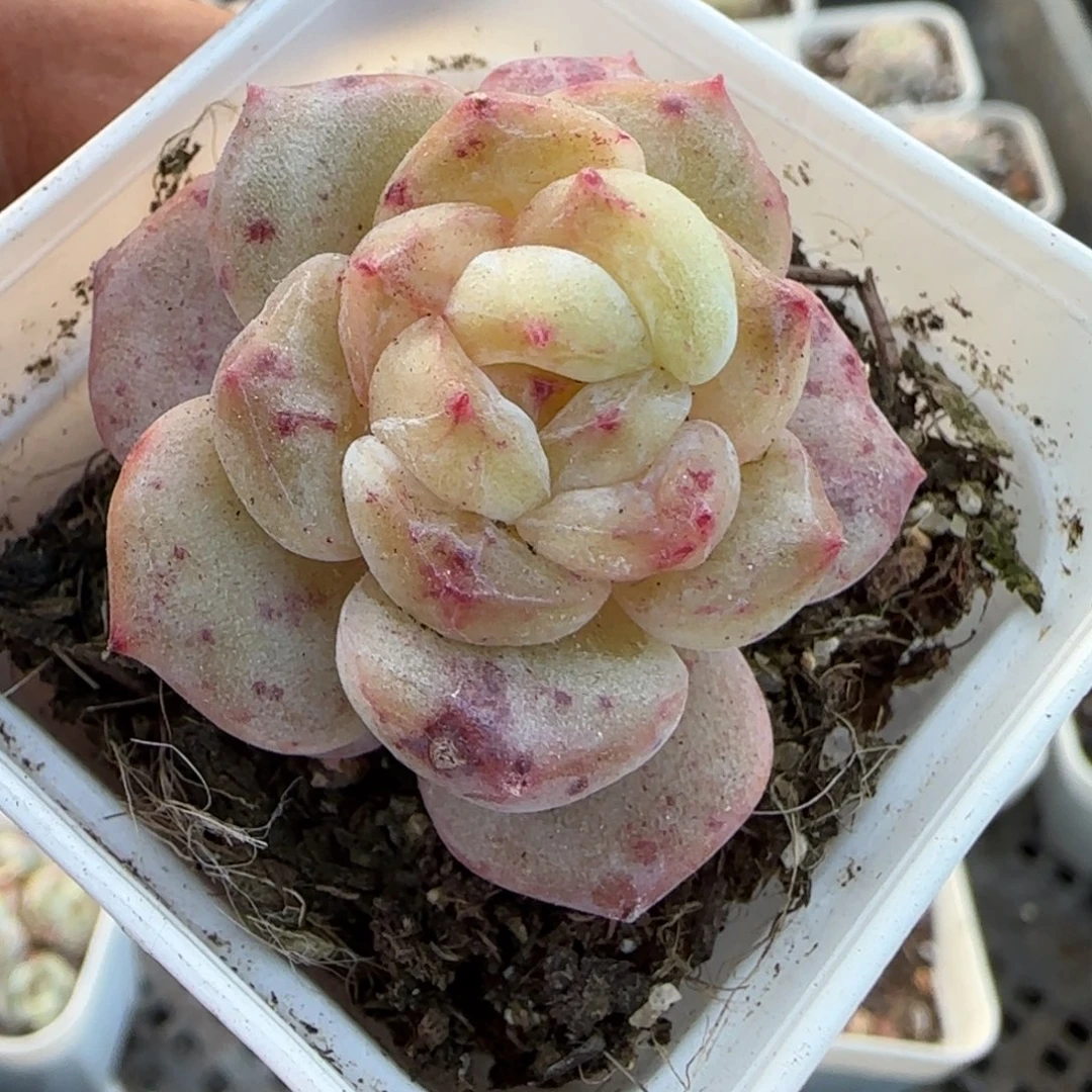 多肉小卡拉米糖心一物一拍