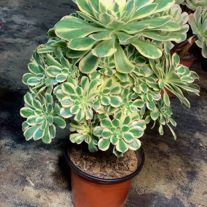 29保时捷多肉一物一拍