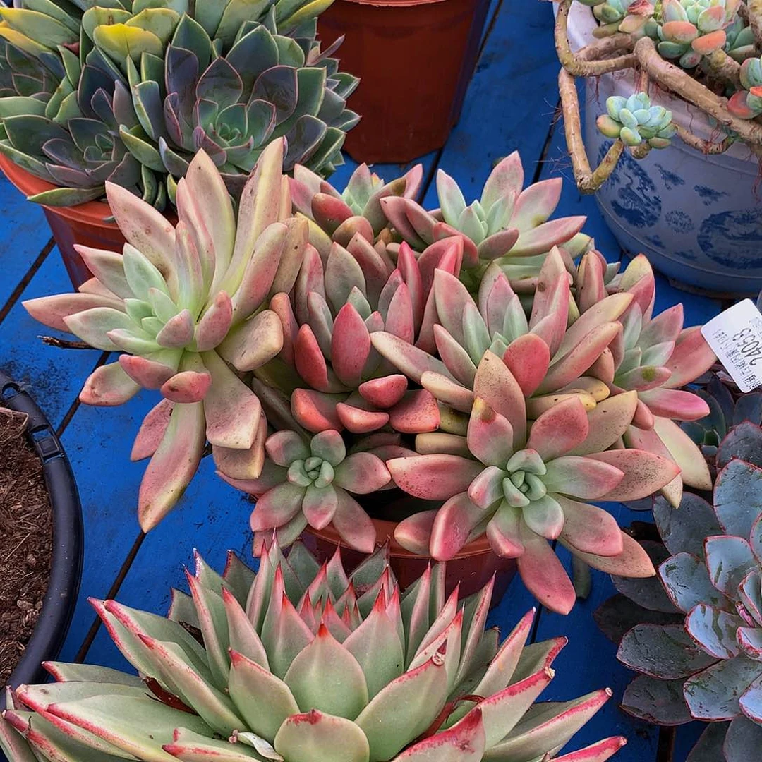 沫****   桃花源多肉24058