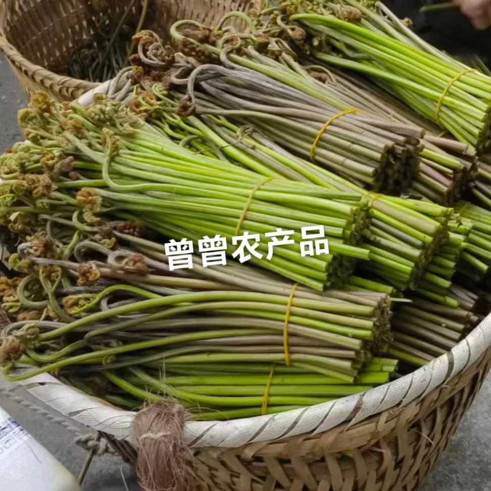 (野生蕨菜)2025年重庆高山新鲜蕨菜龙爪菜农村直发一首货源(京东