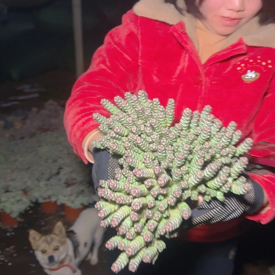 盆栽钱串多肉多肉3盆