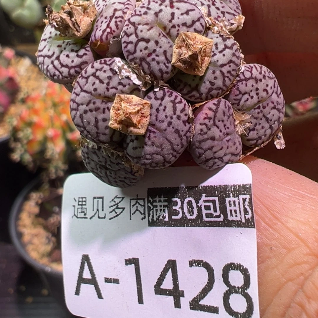 多肉植物111111111111