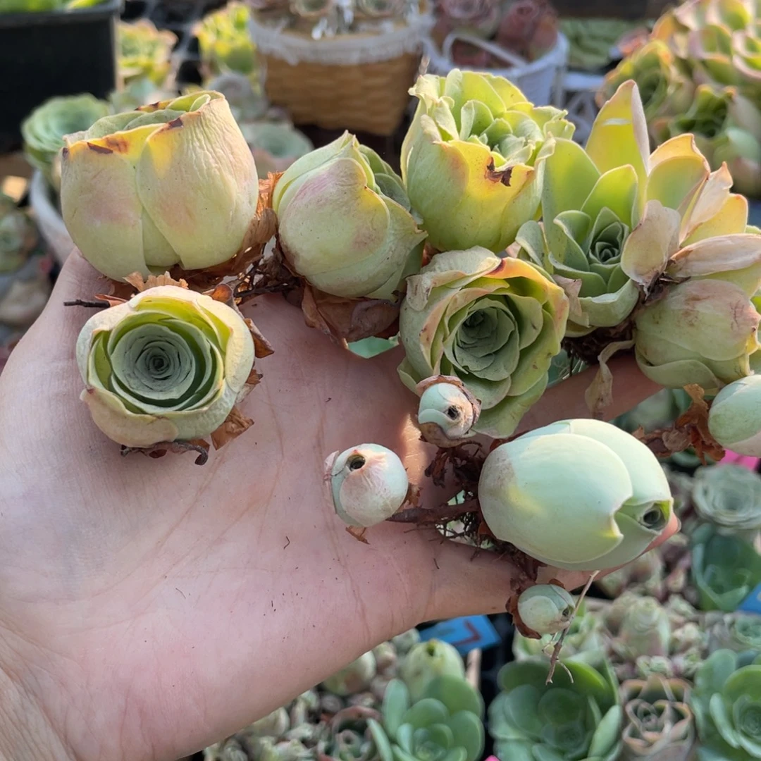 顺***然多肉植物山地玫瑰261四颗