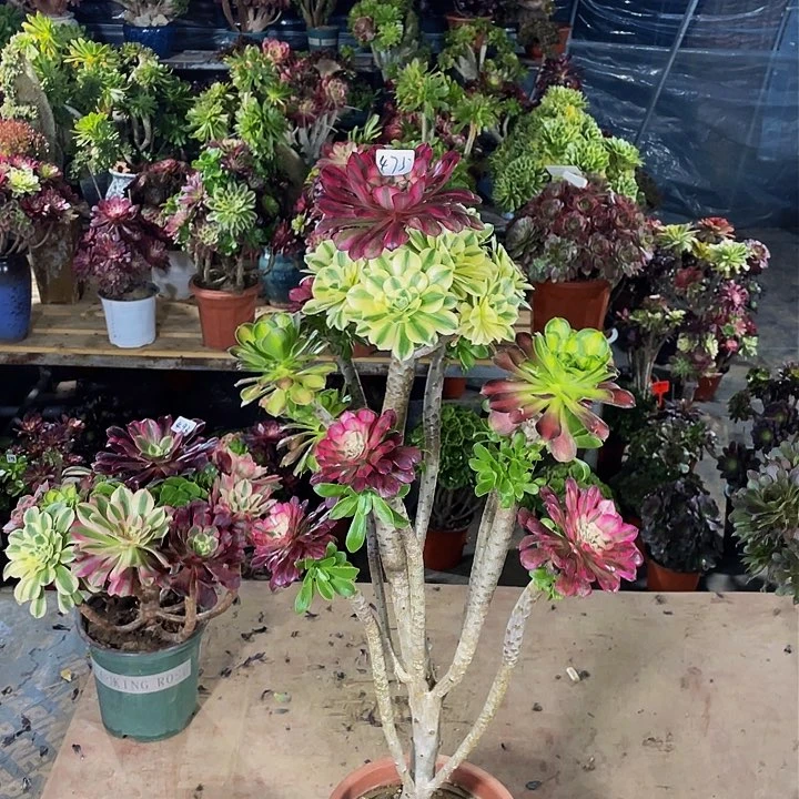 8*架接法师一个475号