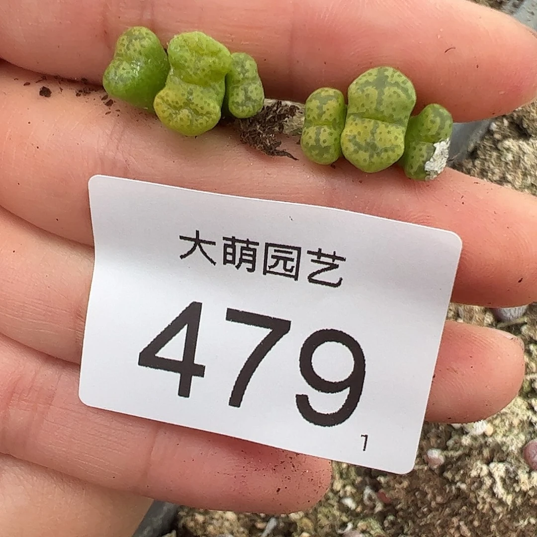 0000479量拍以下1颗