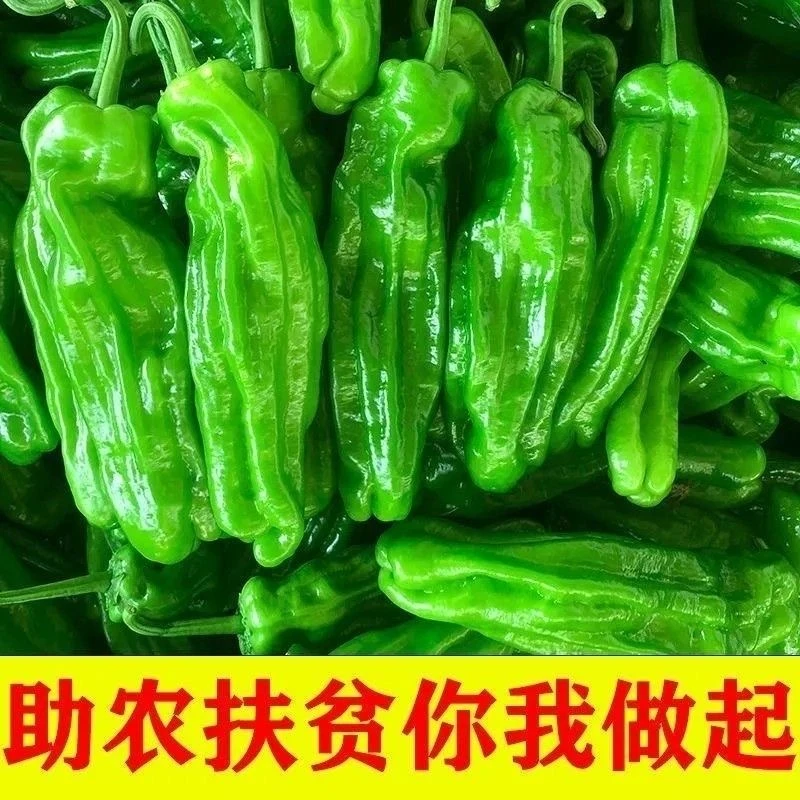 新鲜青椒农家自种辣椒泡椒菜椒薄皮尖椒虎皮青辣椒5斤3斤半斤包邮