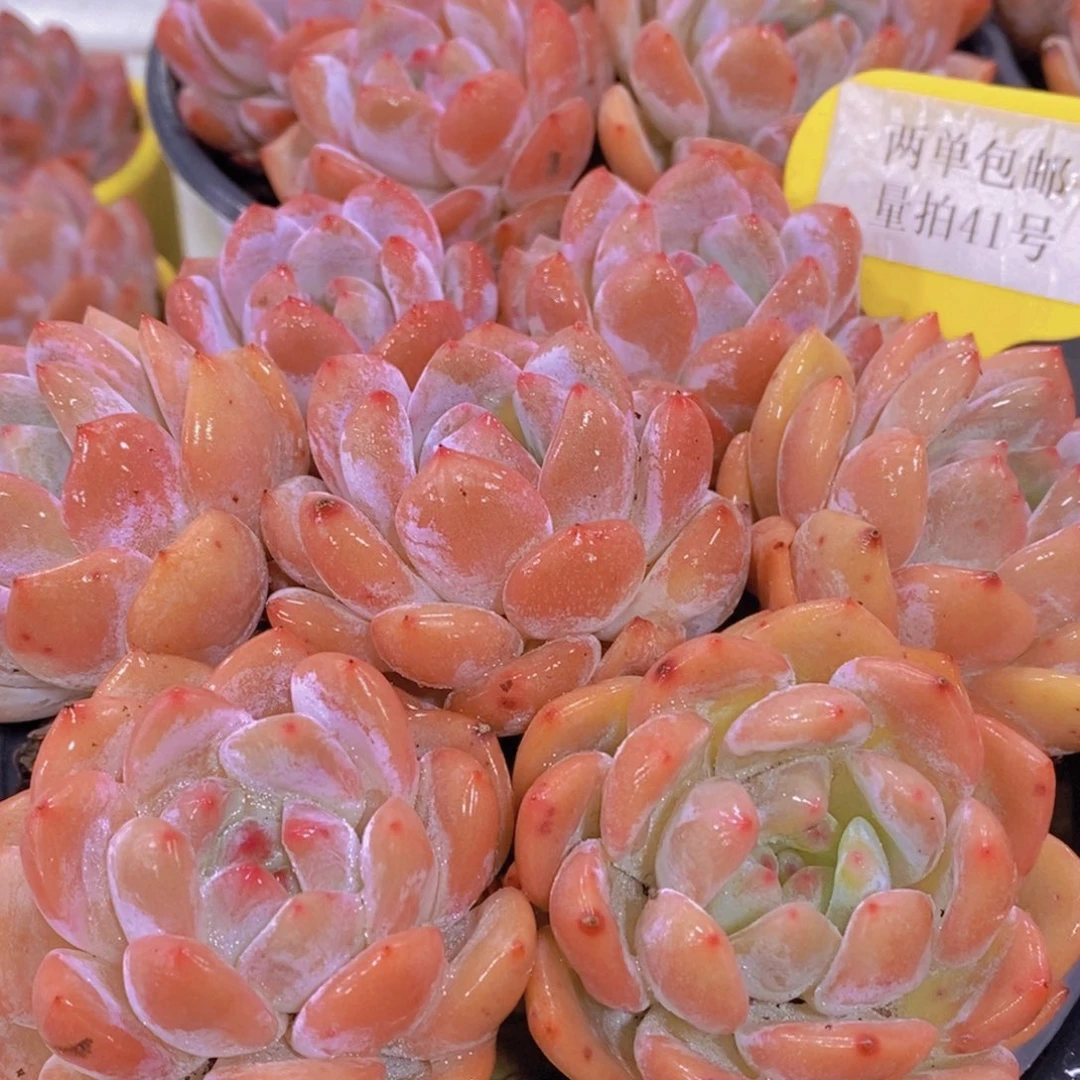 量拍41号 精品奶油果冻橙单头七个