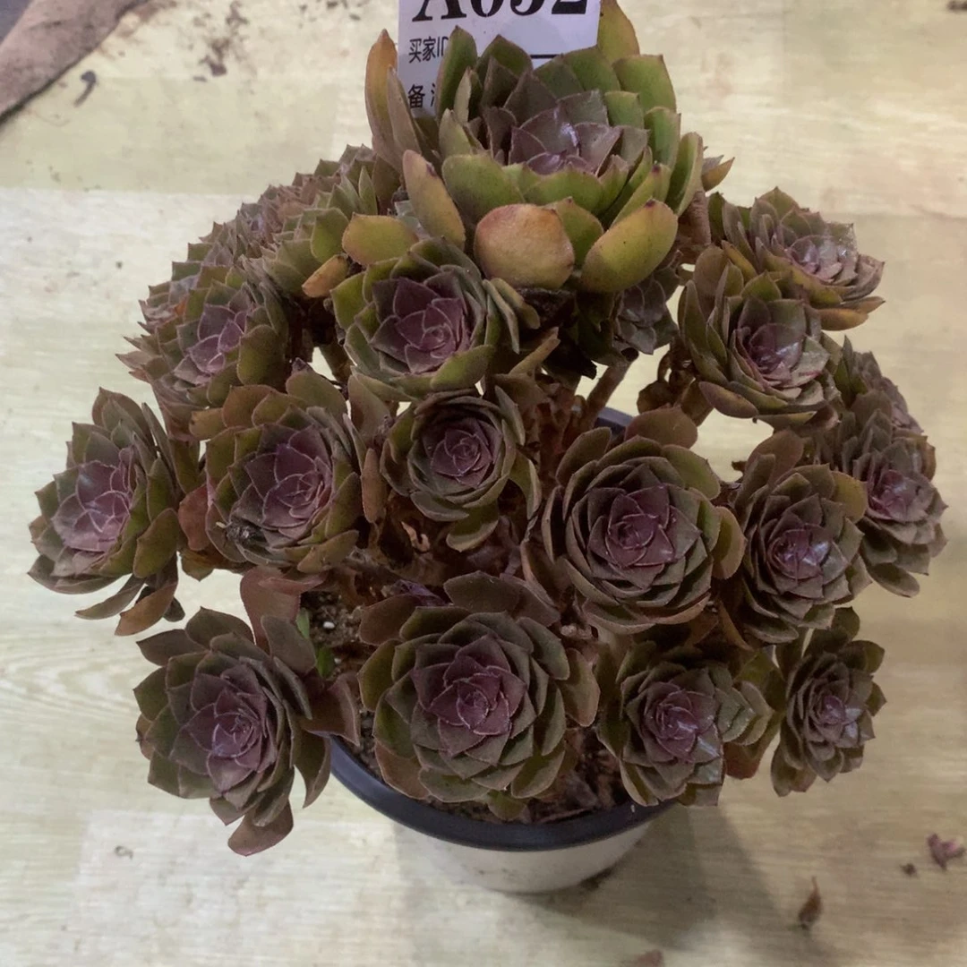 红魔052法师多肉植物27¥