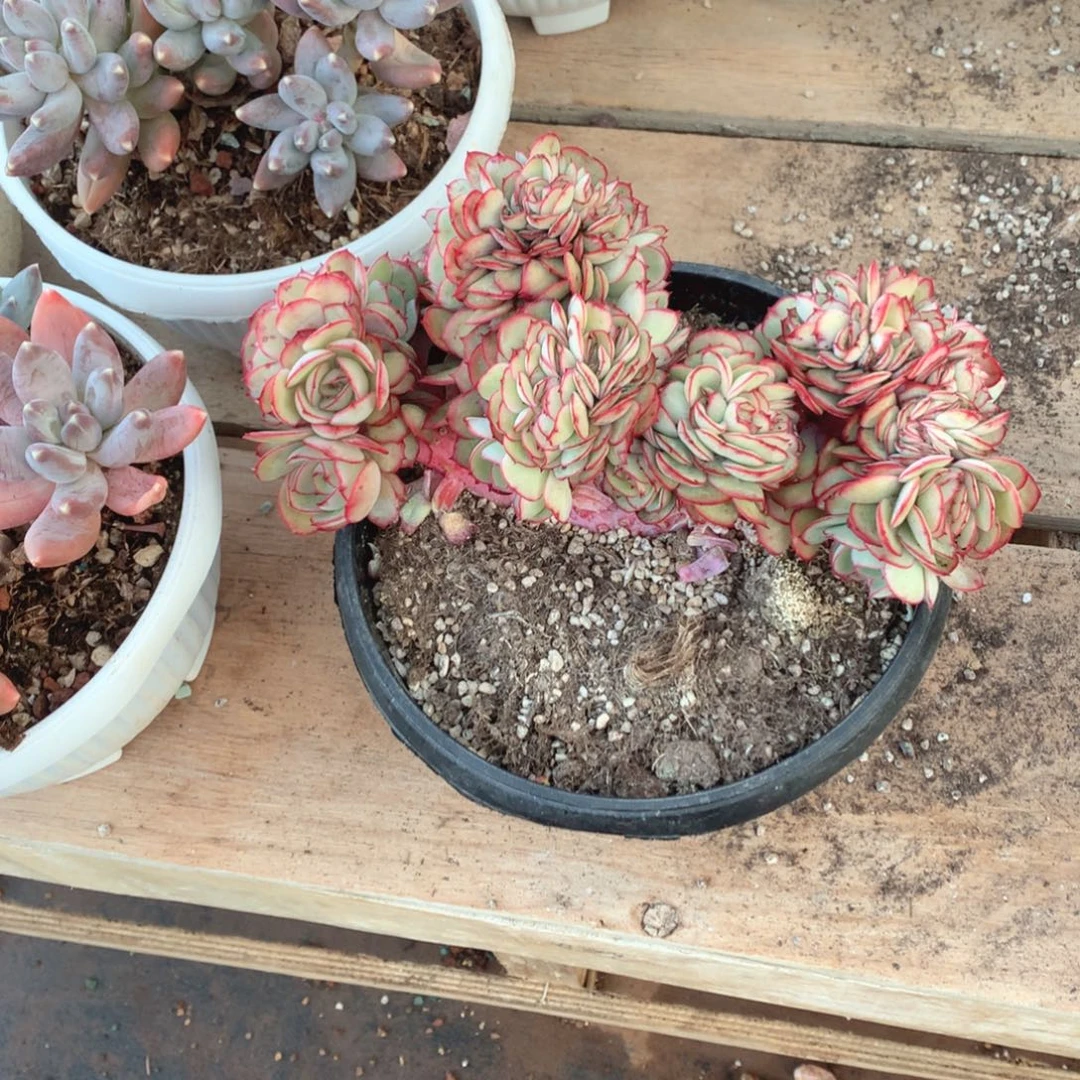 多肉植物的生长牡丹亭树缀