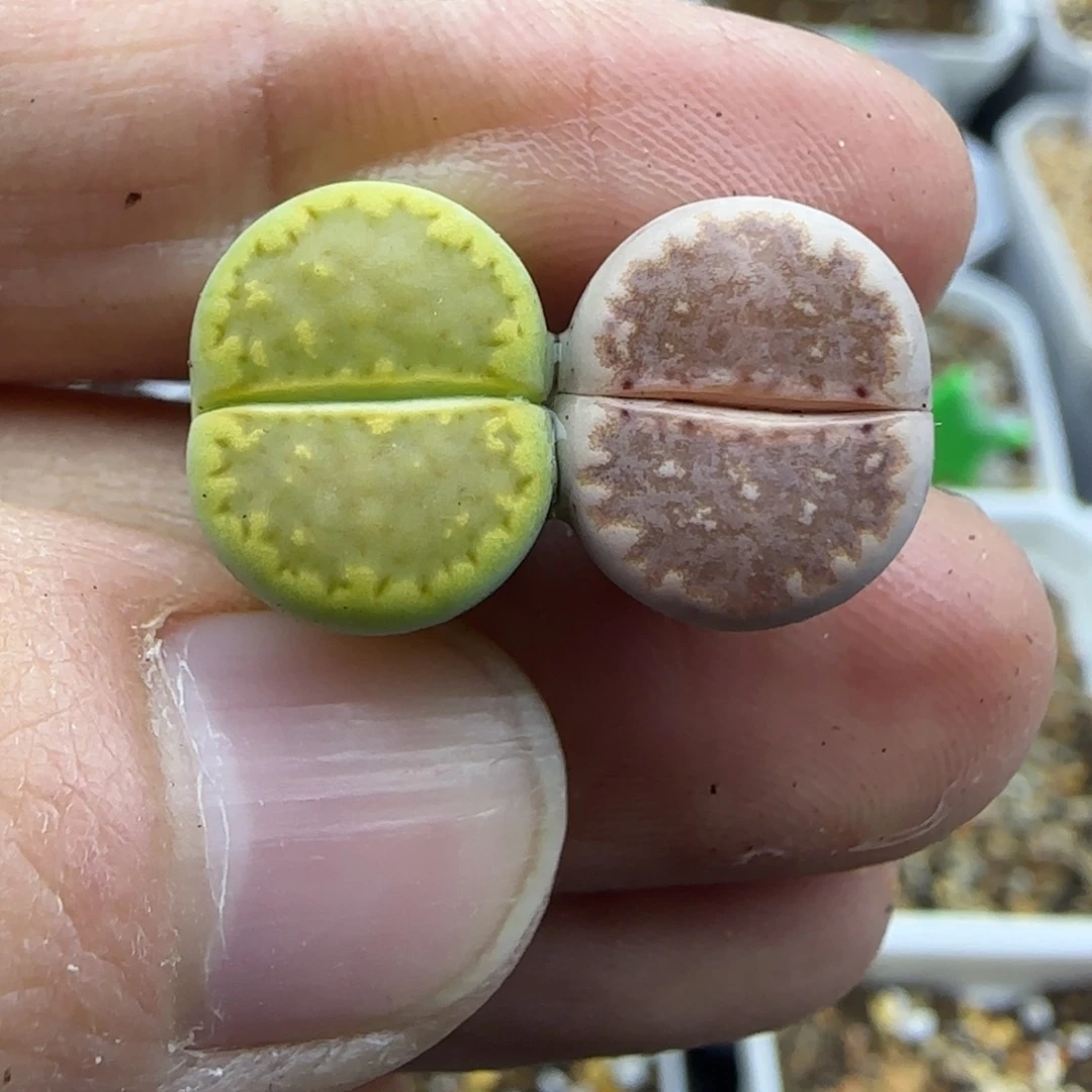 733清框福利30包邮