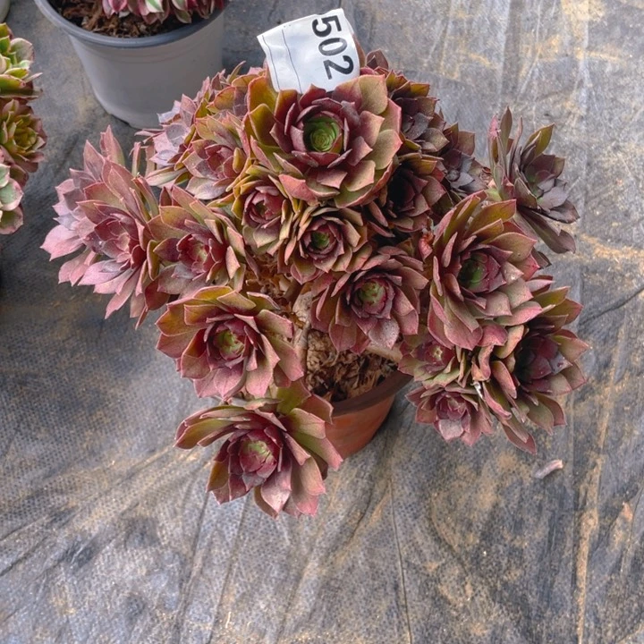 多肉桃花石法师502