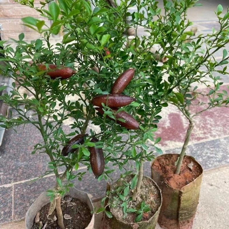 手指柠檬树苗新品种手指柠檬苗指橙鱼子酱柠檬苗阳台庭院盆栽地栽