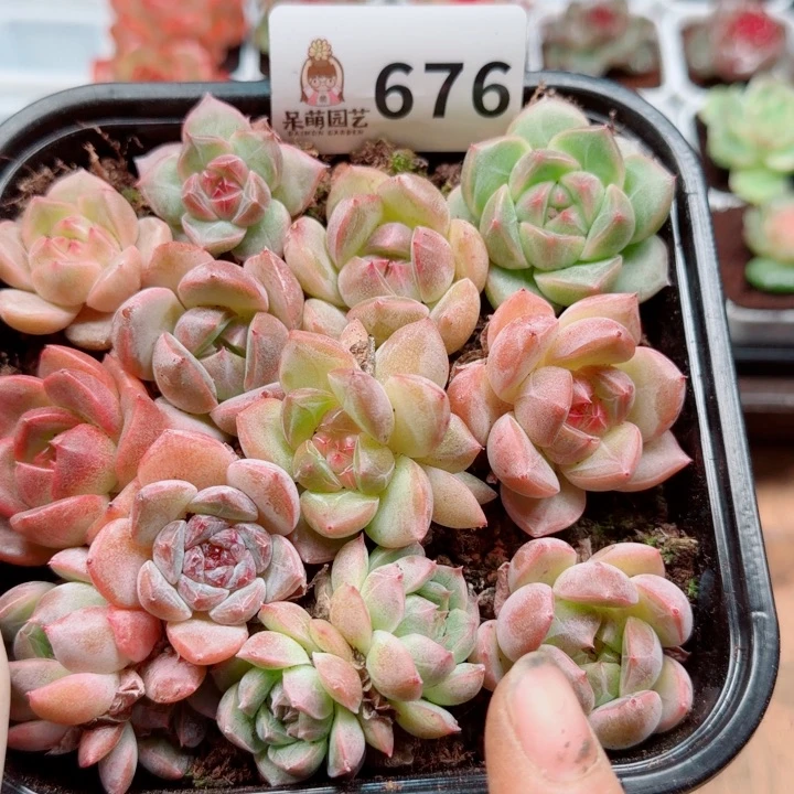 多肉植物多肉植物