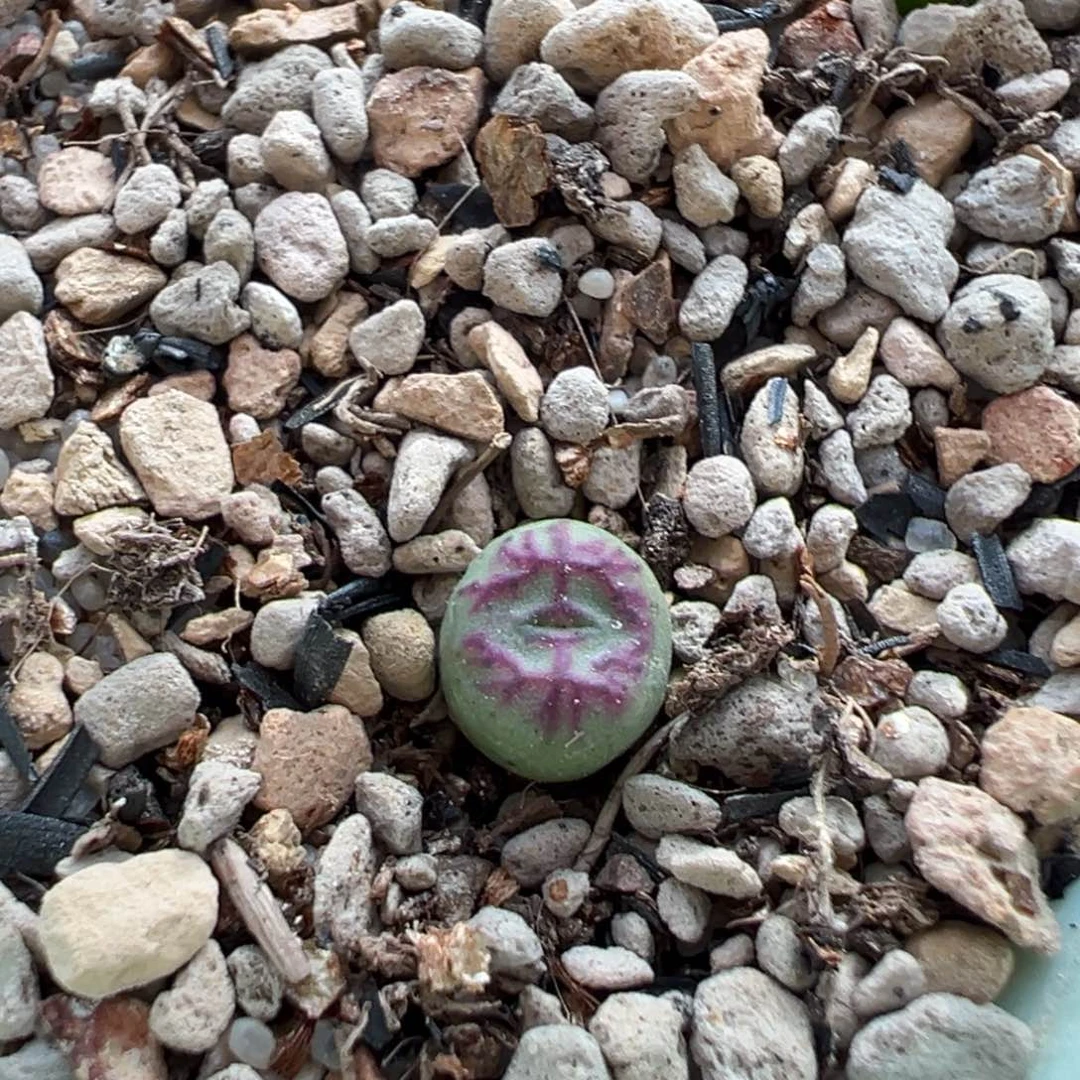 铅笔画杂桃割多肉植物
