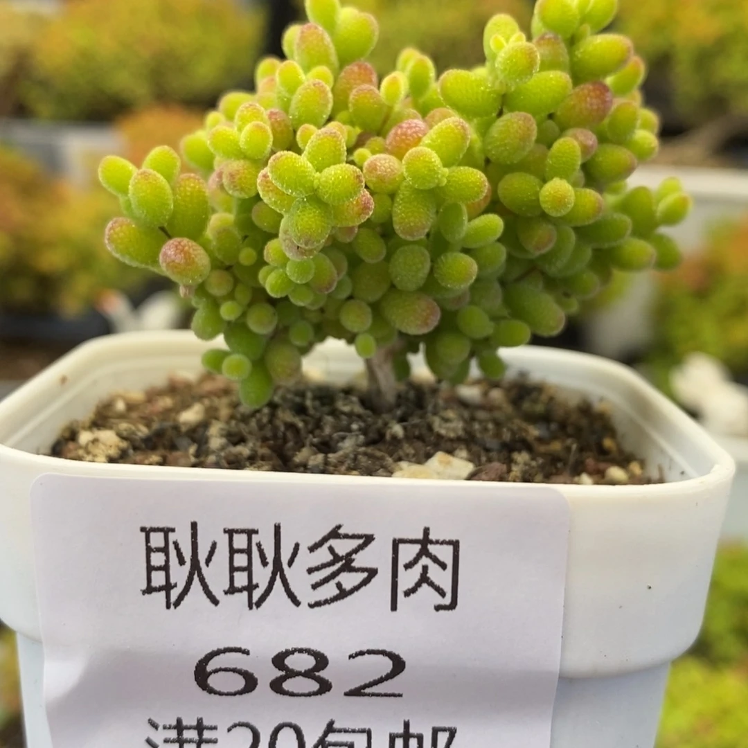 浅***~682号优选蜜橘糖球多肉