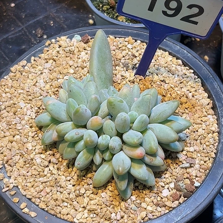 多肉植物白兰地群282