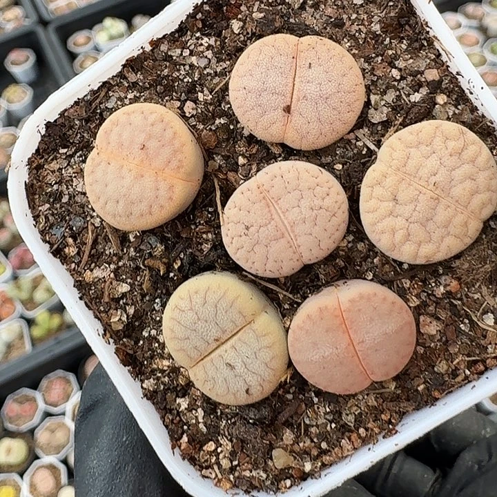 生石花1111。    310