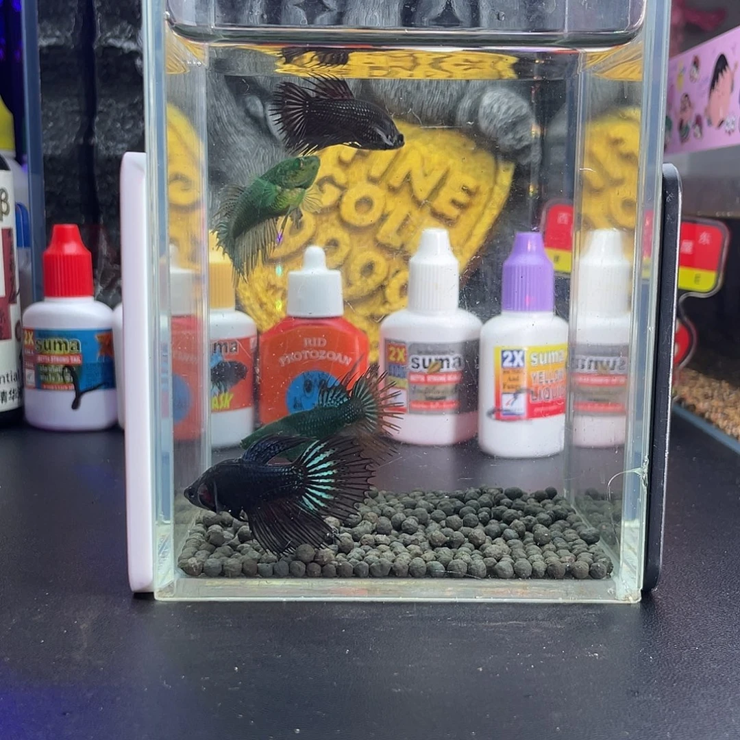 斗鱼41号109早毒液母4