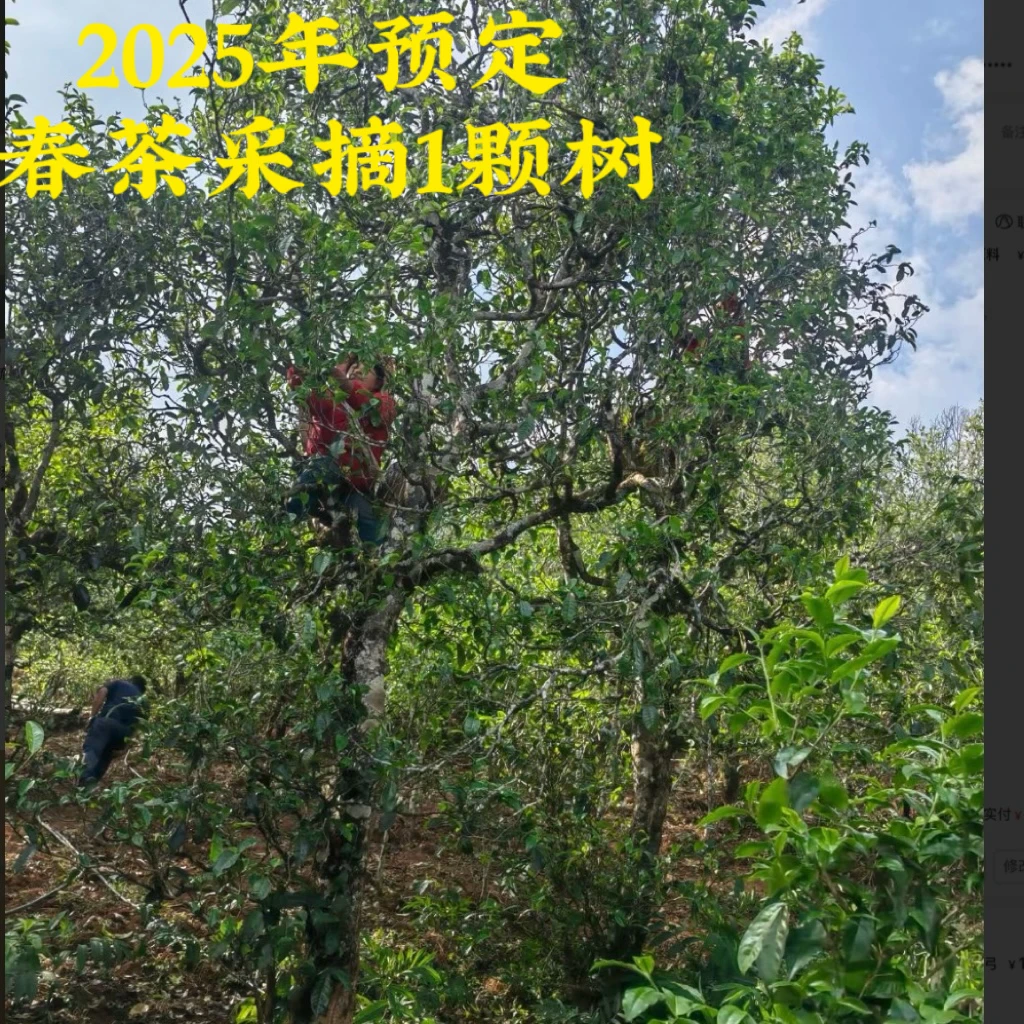 【山夫堂】2025年春茶预定采摘1颗树