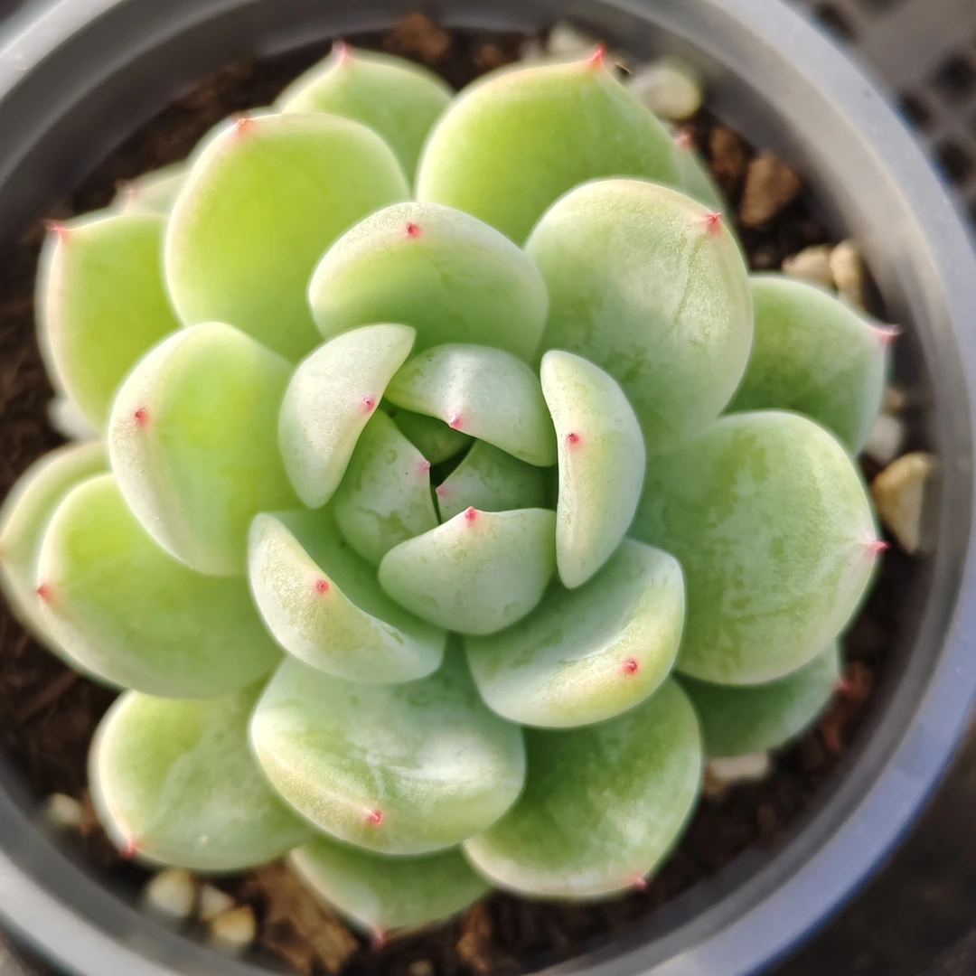 高颜值多肉植物室内盆栽绿植花卉好养活办公室桌面装饰