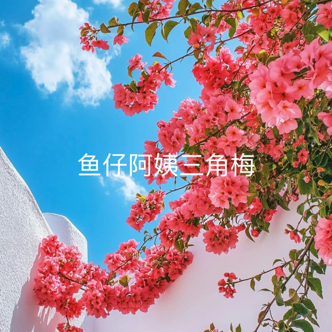 【高杆】三角梅四季勤花爬藤庭院绿植