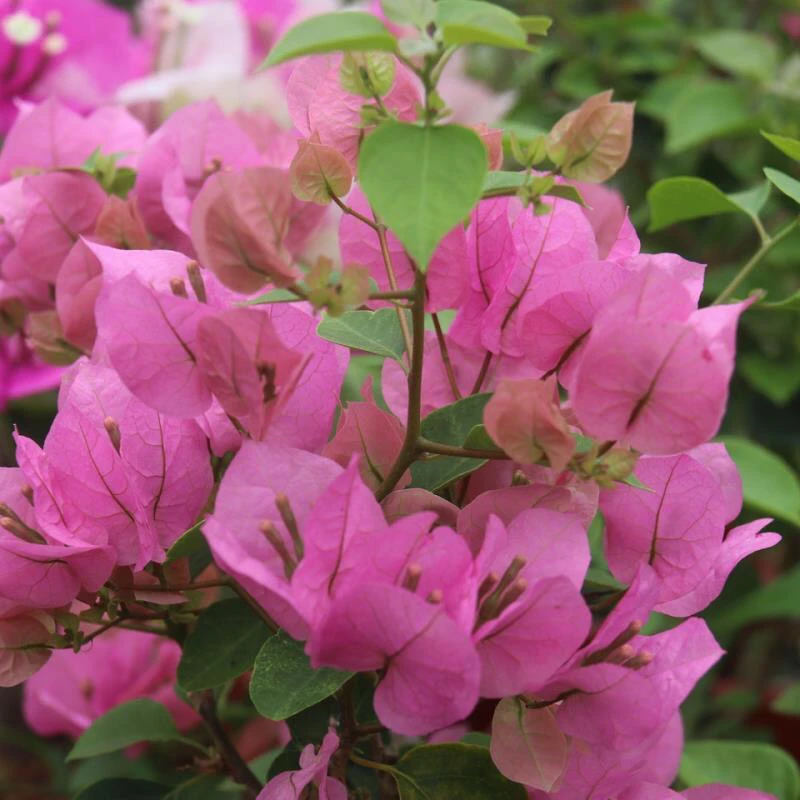 红粉佳人三角梅 原生袋苗 包对版不包活