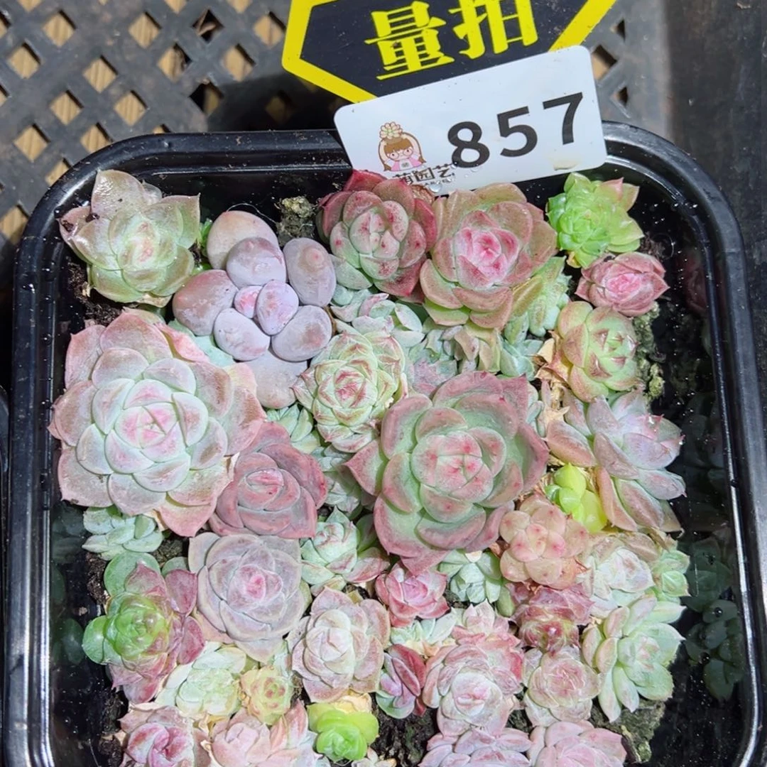 多肉植物多肉植物