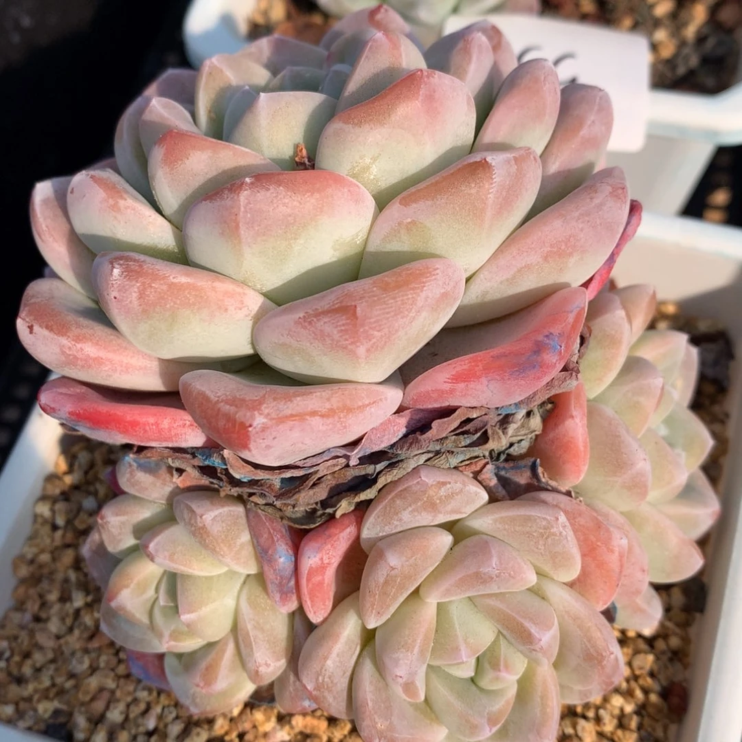 0209-54 老桩冰玉