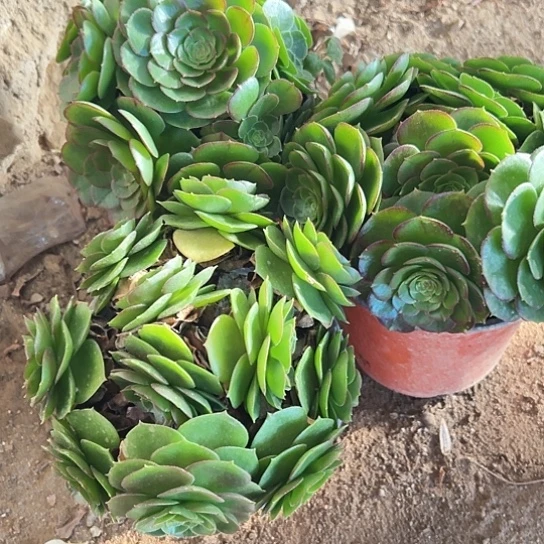 爱****肉多肉植物三个沙拉碗