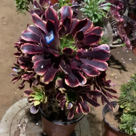 欧嘉莉捧花一物一拍