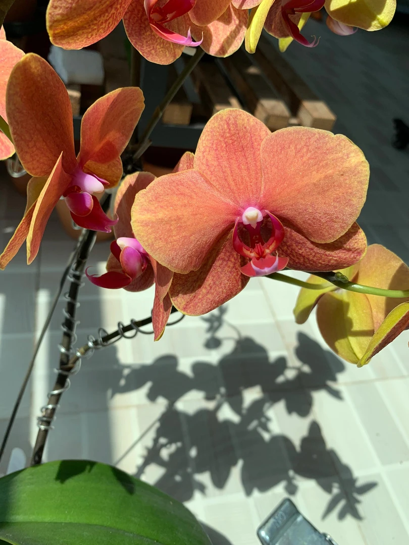 【王大拿】蝴蝶兰《金桔》阳台桌面盆栽花卉