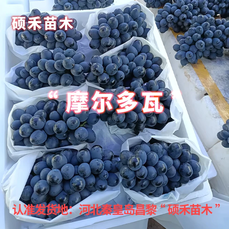 摩尔多瓦葡萄苗（扦插自根苗）满29包邮