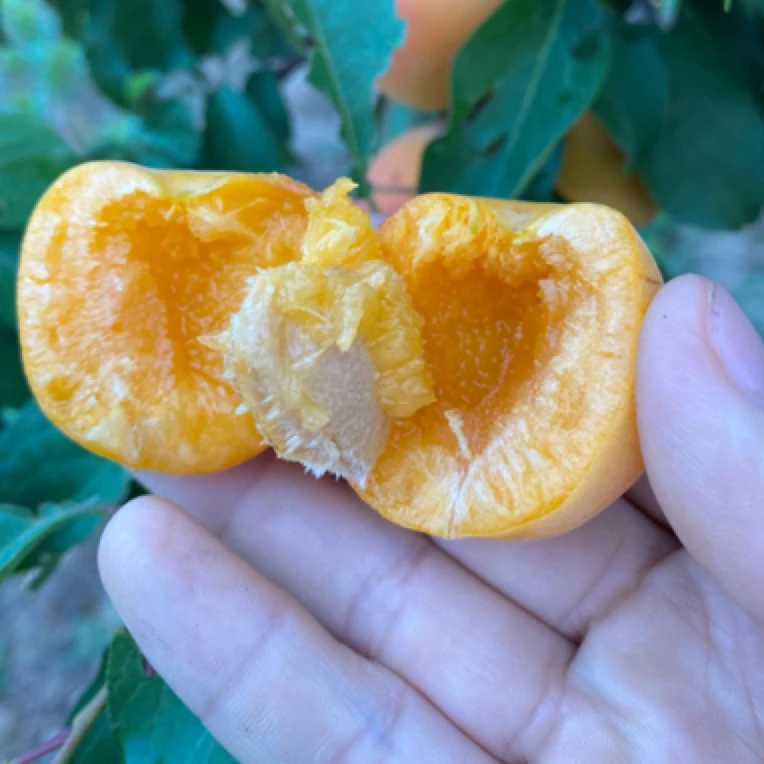 随喜·梅花杏树上熟农家肥放软后软糯香甜净重5斤顺丰包邮