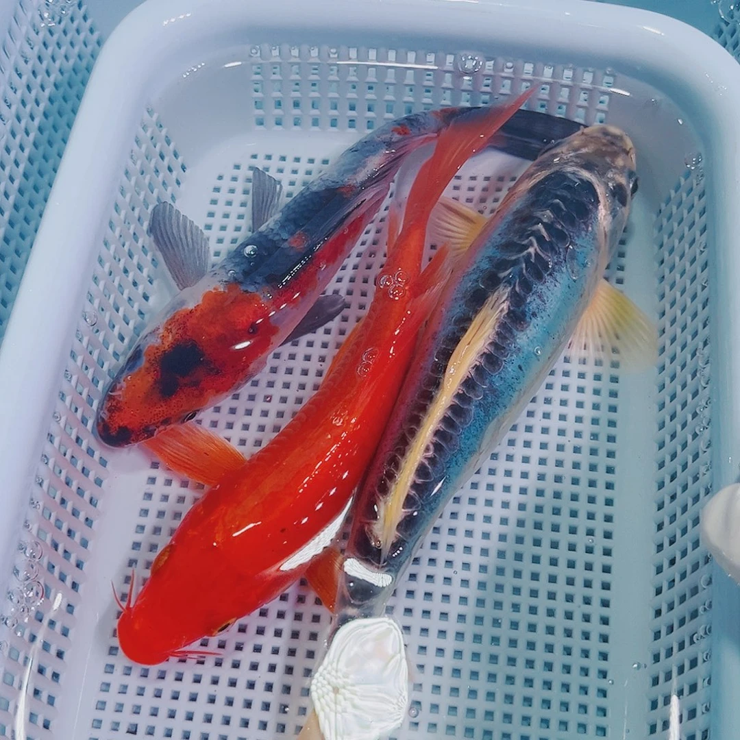 锦鲤锦鲤冷水鱼观赏106