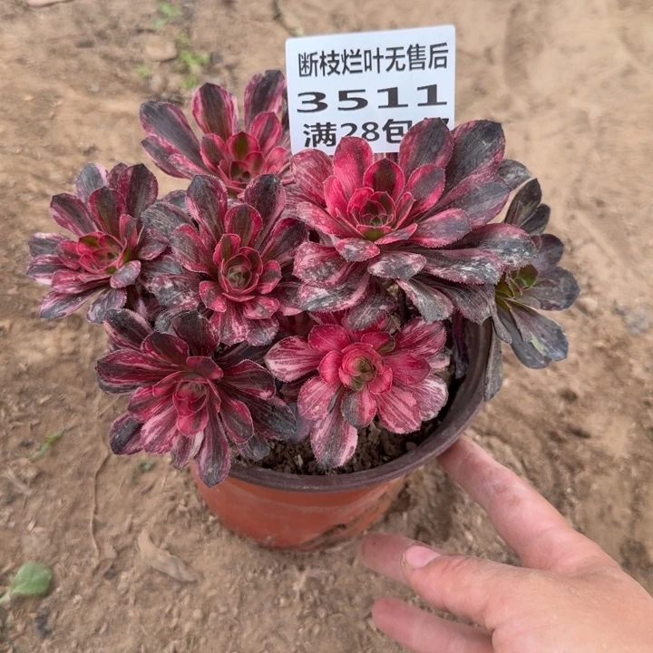 ～****～3511三号棚无根红钻母本G
