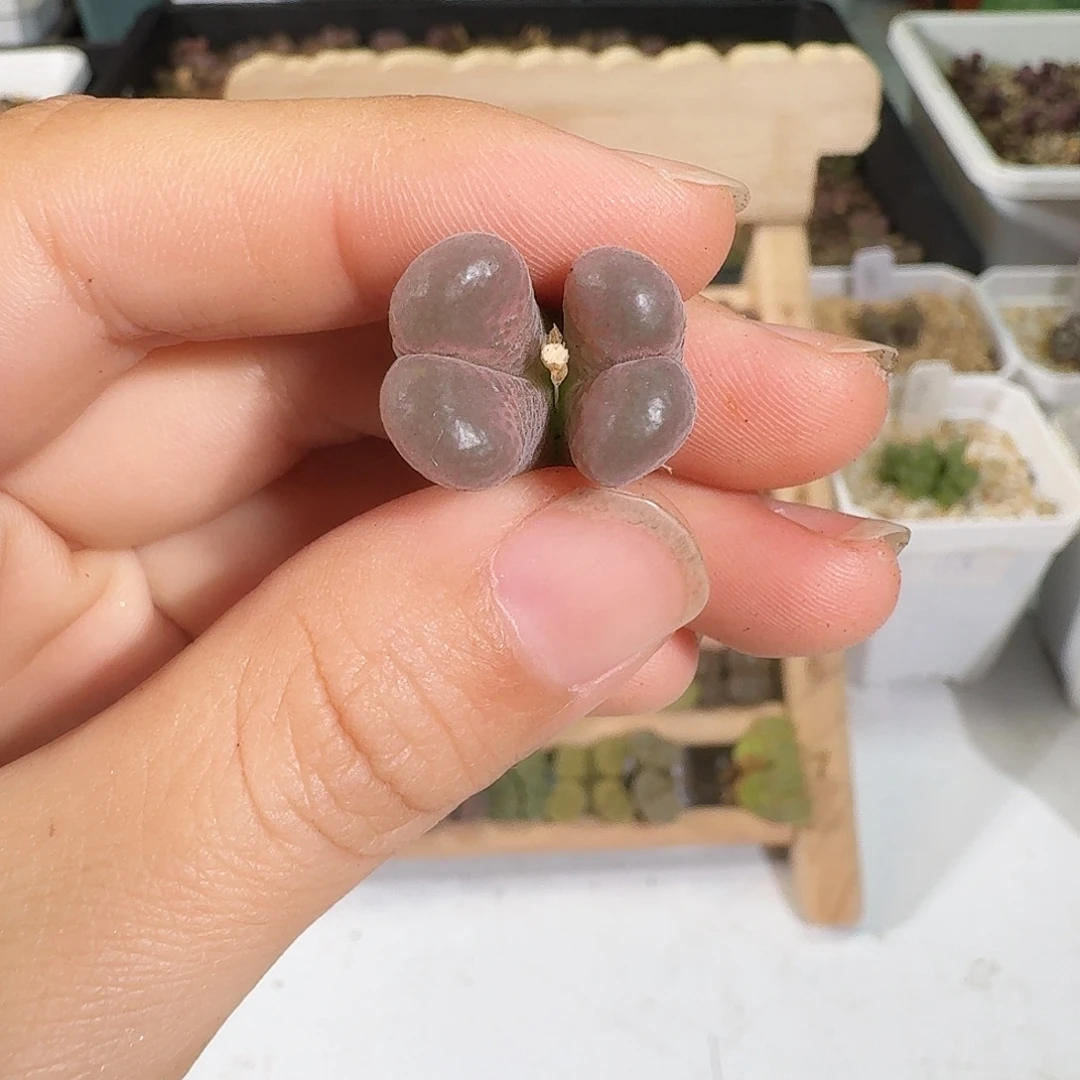 哈***喽多肉植物福利风铃248
