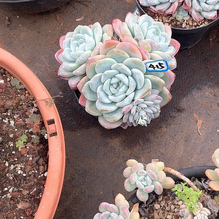 415冰玉 一物一拍多肉