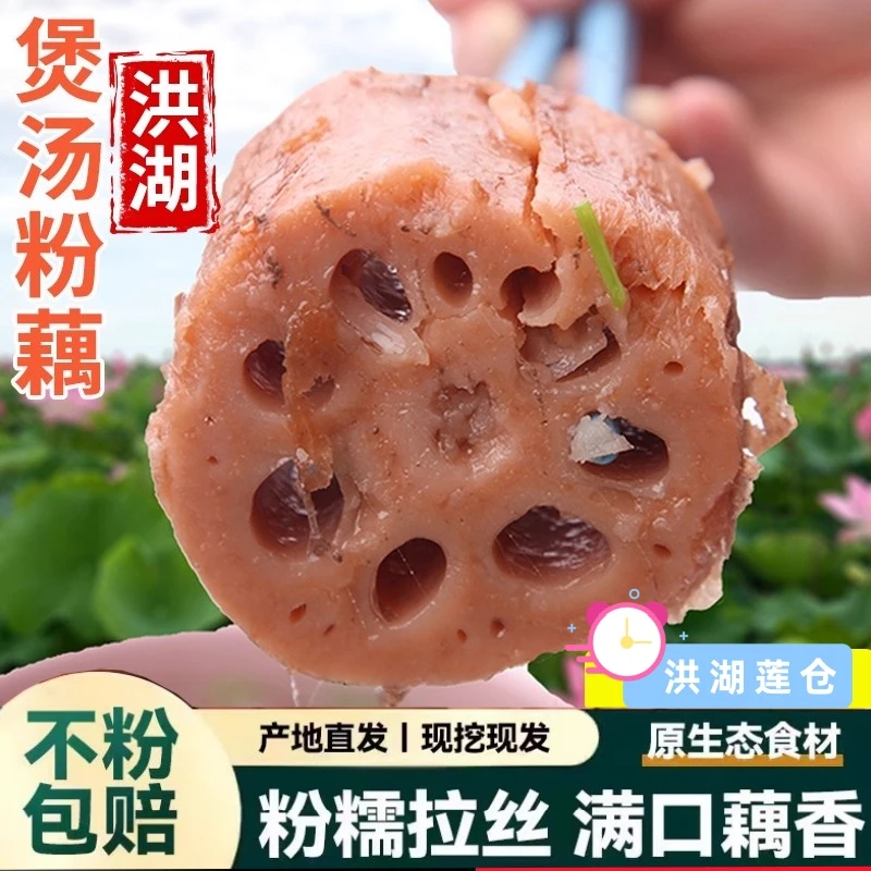 湖北洪湖新鲜现挖正宗九孔红藕煲汤粉糯莲藕特产软糯香甜煲汤粉藕