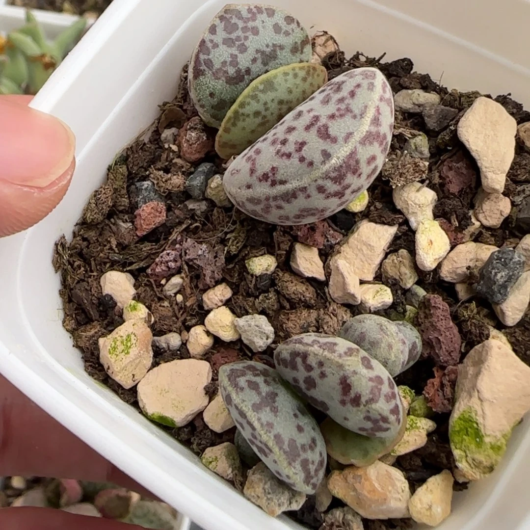 花蛋水泡多肉植物