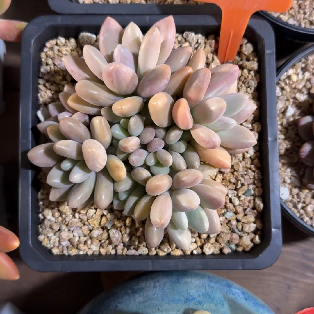 原始虞美人11111111111111111