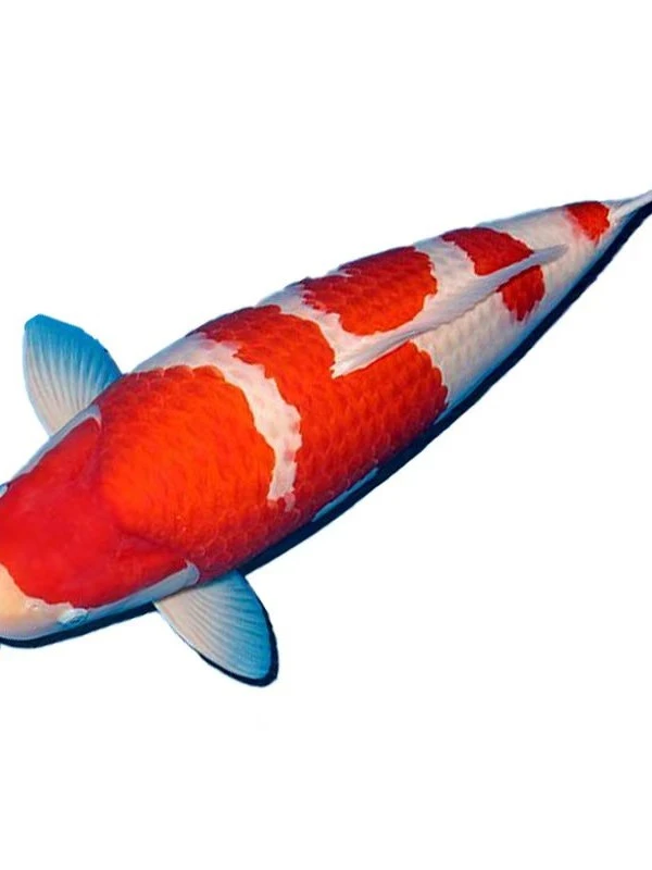 精选红白三色孔雀松叶昭和白写观赏锦鲤活体池养精品