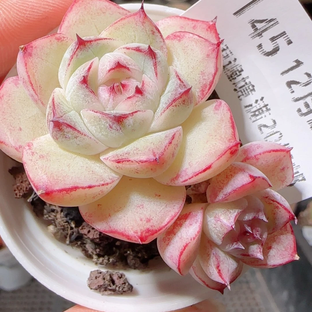 花语多肉1220-145魔仙石化散