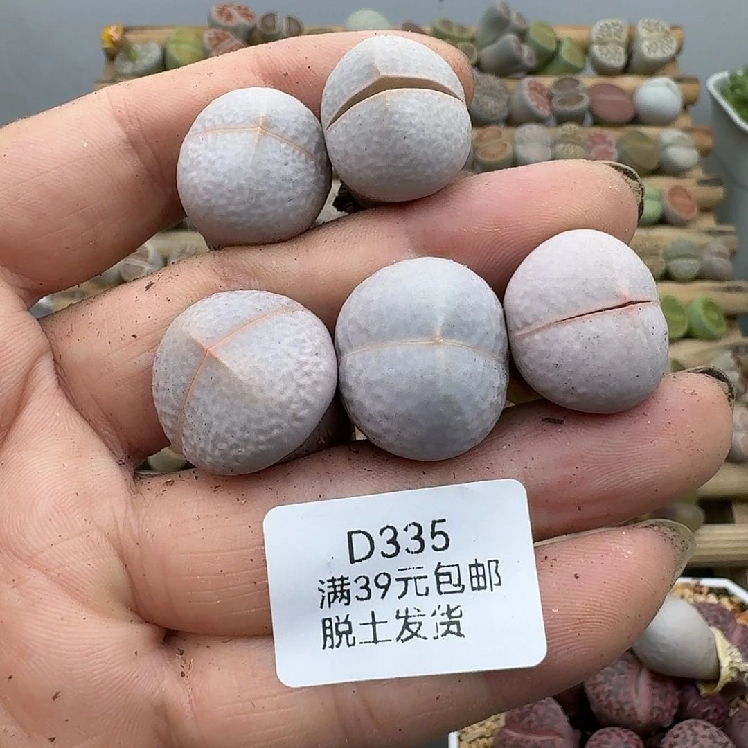 袁***)335腿长福利款哈哈哈哈哈哈