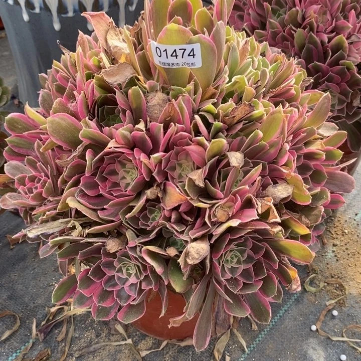 01474男神多肉植物