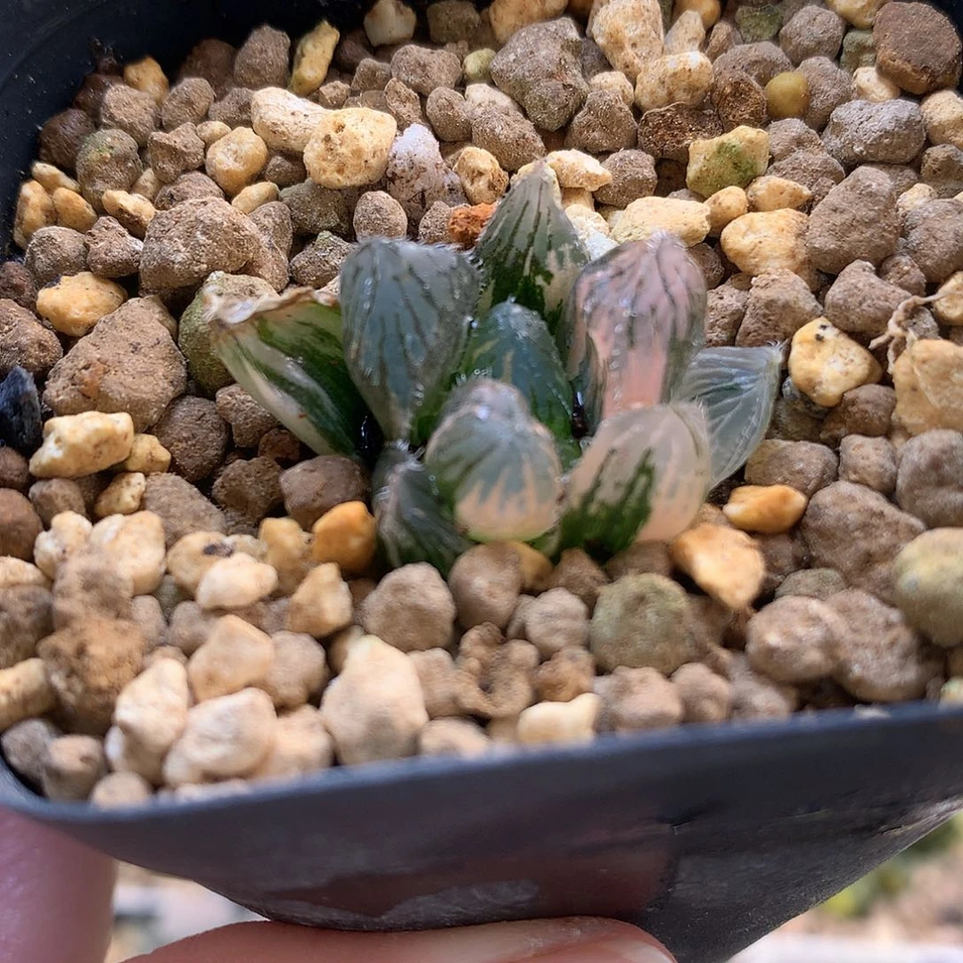 赤斑玉露露锦带盆土发货