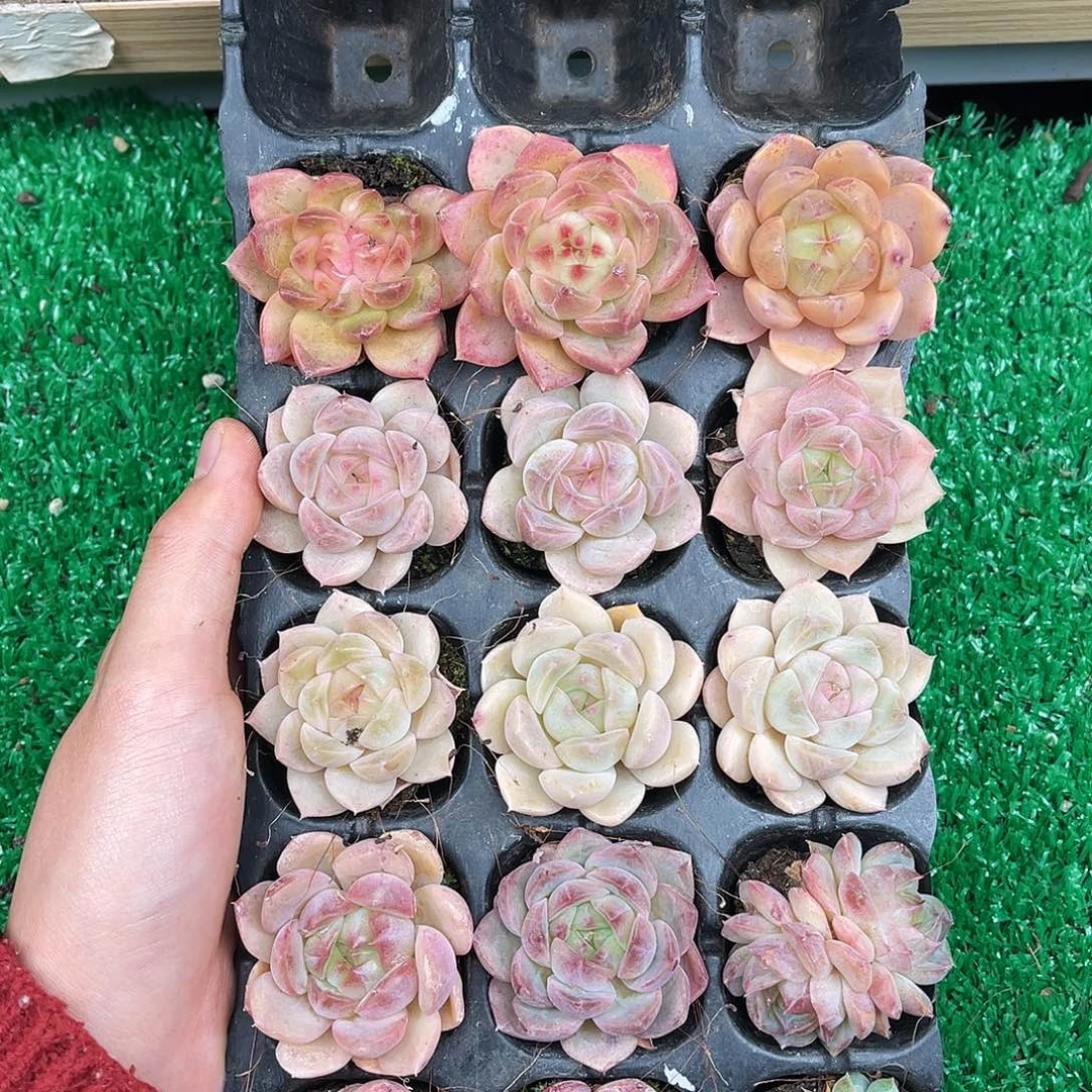 多肉一物一拍11-57