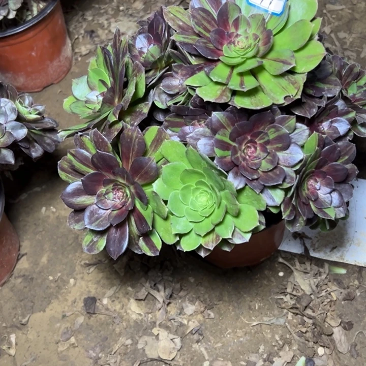 多肉植物花月夜91