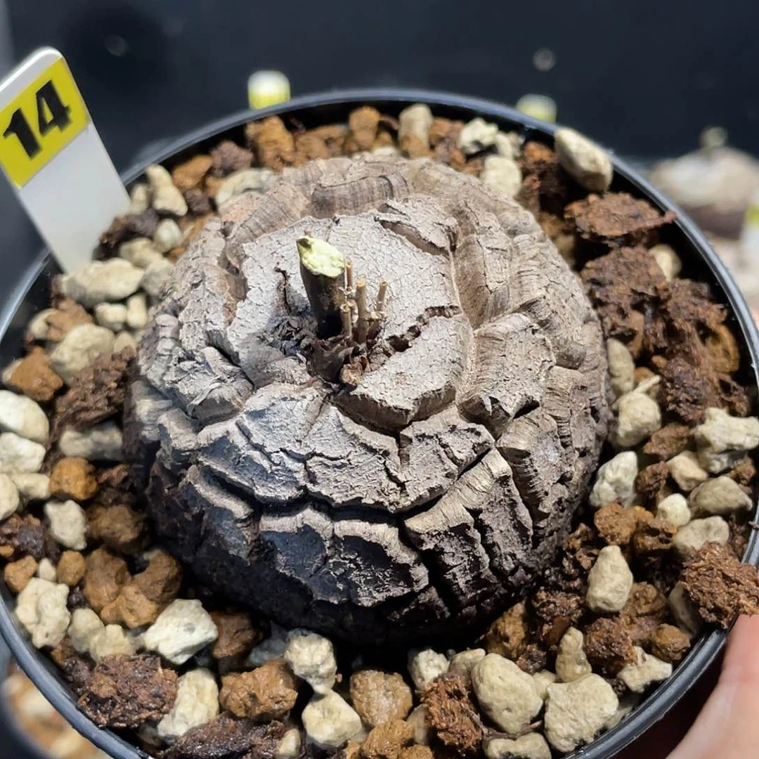 14龟甲龙不退不换