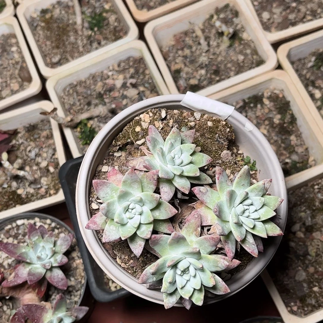 刘丹白菊两颗随机发多肉